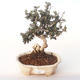 Pokojová bonsai - Olea europaea sylvestris -Oliva evropská drobnolistá PB2191985 - 1/5