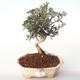 Pokojová bonsai - Olea europaea sylvestris -Oliva evropská drobnolistá PB2191987 - 1/5