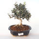 Pokojová bonsai - Olea europaea sylvestris -Oliva evropská drobnolistá PB2191988 - 1/5