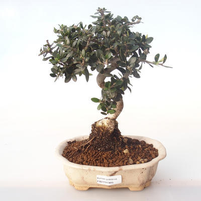 Pokojová bonsai - Olea europaea sylvestris -Oliva evropská drobnolistá PB2191989 - 1