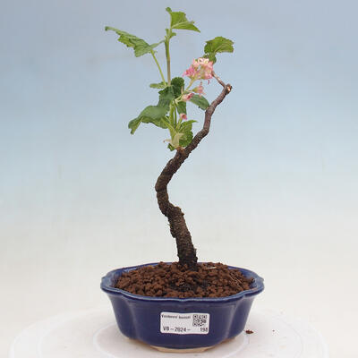 Venkovní bonsai - Meruzalka krvavá - Ribes sanguneum - 1