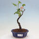 Venkovní bonsai - Meruzalka krvavá - Ribes sanguneum - 1/4