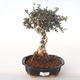 Pokojová bonsai - Olea europaea sylvestris -Oliva evropská drobnolistá PB2191991 - 1/5