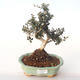 Pokojová bonsai - Olea europaea sylvestris -Oliva evropská drobnolistá PB2191992 - 1/5