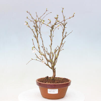 Venkovní bonsai - Prunus incisa Kojou-no mai-Višeň vyříznutá - 1