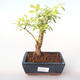 Pokojová bonsai - Duranta erecta Aurea PB2191994 - 1/3