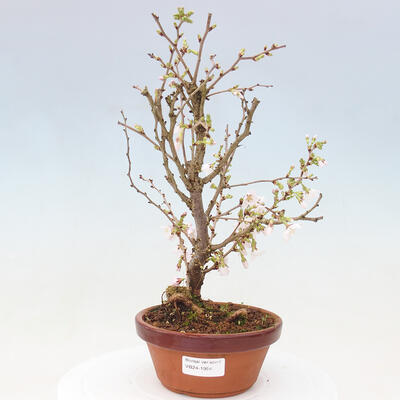 Venkovní bonsai - Prunus incisa Kojou-no mai-Višeň vyříznutá - 1