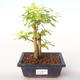 Pokojová bonsai - Duranta erecta Aurea PB2192000 - 1/3
