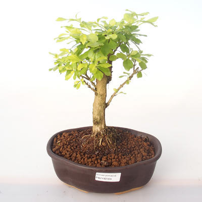 Pokojová bonsai - Duranta erecta Aurea PB2192004 - 1