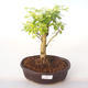 Pokojová bonsai - Duranta erecta Aurea PB2192004 - 1/3