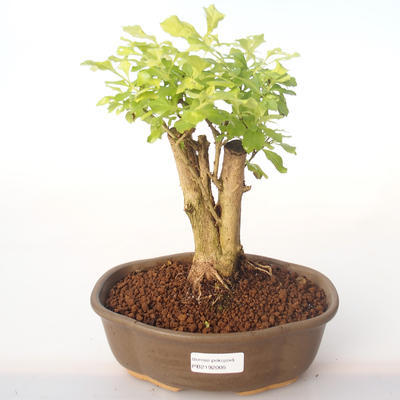 Pokojová bonsai - Duranta erecta Aurea PB2192005 - 1