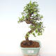 Pokojová bonsai - Ulmus parvifolia - Malolistý jilm PB2192006 - 1/3