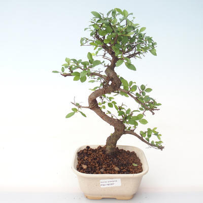 Pokojová bonsai - Ulmus parvifolia - Malolistý jilm PB2192007 - 1
