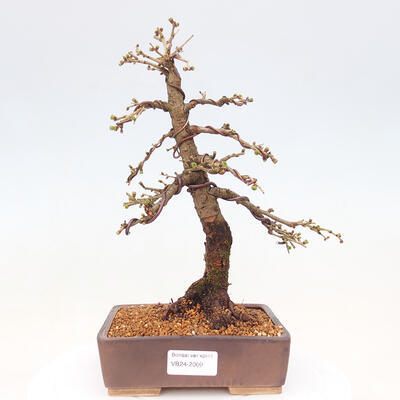 Venkovní bonsai -Larix decidua - Modřín opadavý - 1