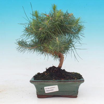 Pokojová bonsai-Pinus halepensis-Borovice alepská