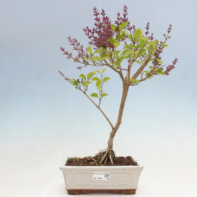Venkovní bonsai - Syringa Meyeri Palibin - Šeřík Meyerův - 1