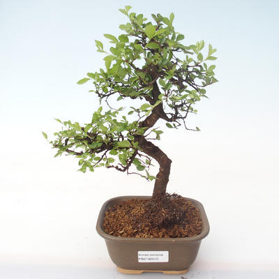 Pokojová bonsai - Ulmus parvifolia - Malolistý jilm PB2192010 - 1