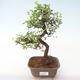 Pokojová bonsai - Ulmus parvifolia - Malolistý jilm PB2192010 - 1/3