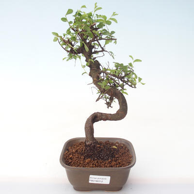 Pokojová bonsai - Ulmus parvifolia - Malolistý jilm PB2192012 - 1