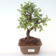 Pokojová bonsai - Ulmus parvifolia - Malolistý jilm PB2192013 - 1/3