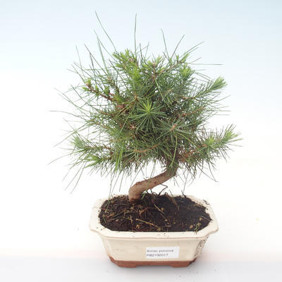 Pokojová bonsai-Pinus halepensis-Borovice alepská PB2192017