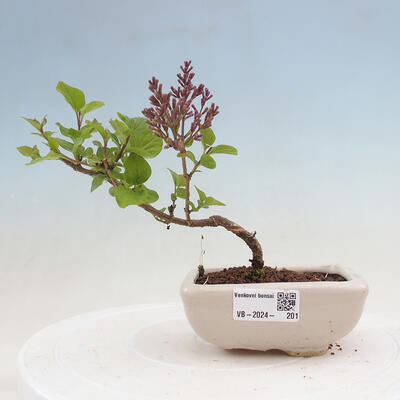 Venkovní bonsai - Syringa Meyeri Palibin - Šeřík Meyerův - 1