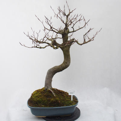 Venkovní bonsai - Fagus sylvatica - Buk lesní - 1