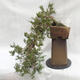 Venkovní bonsai- Jalovec  - Juniperus - 1/5
