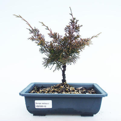 Venkovní bonsai - Juniperus chinensis Itoigawa-Jalovec čínský VB2020-10