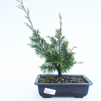 Venkovní bonsai - Juniperus chinensis Itoigawa-Jalovec čínský VB2020-11