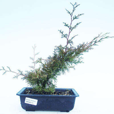 Venkovní bonsai - Juniperus chinensis Itoigawa-Jalovec čínský VB2020-13