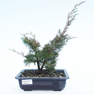 Venkovní bonsai - Juniperus chinensis Itoigawa-Jalovec čínský VB2020-14