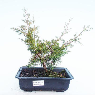 Venkovní bonsai - Juniperus chinensis Itoigawa-Jalovec čínský VB2020-16