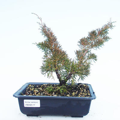 Venkovní bonsai - Juniperus chinensis Itoigawa-Jalovec čínský VB2020-17