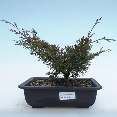 Venkovní bonsai - Juniperus chinensis Itoigawa-Jalovec čínský VB2020-18