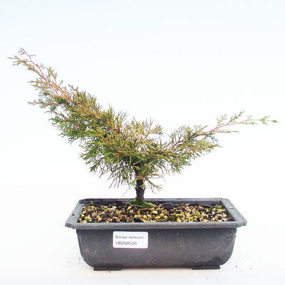 Venkovní bonsai - Juniperus chinensis Itoigawa-Jalovec čínský VB2020-20