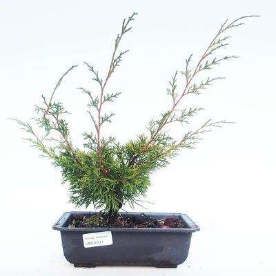 Venkovní bonsai - Juniperus chinensis Itoigawa-Jalovec čínský VB2020-21