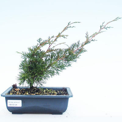 Venkovní bonsai - Juniperus chinensis Itoigawa-Jalovec čínský VB2020-26