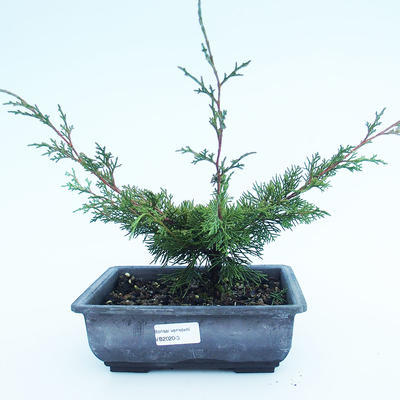 Venkovní bonsai - Juniperus chinensis Itoigawa-Jalovec čínský VB2020-3