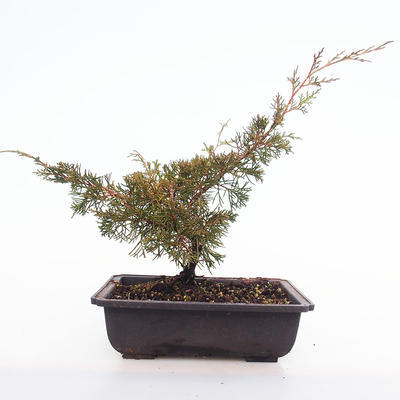 Venkovní bonsai - Juniperus chinensis Itoigawa-Jalovec čínský VB2020-30