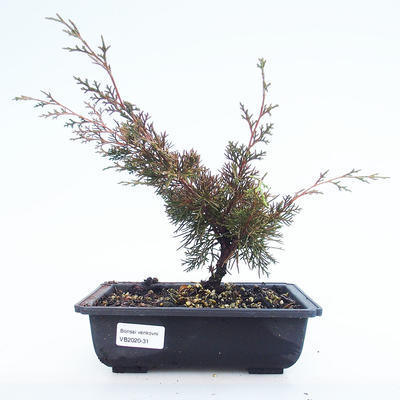 Venkovní bonsai - Juniperus chinensis Itoigawa-Jalovec čínský VB2020-31