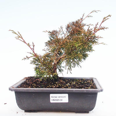 Venkovní bonsai - Juniperus chinensis Itoigawa-Jalovec čínský VB2020-34