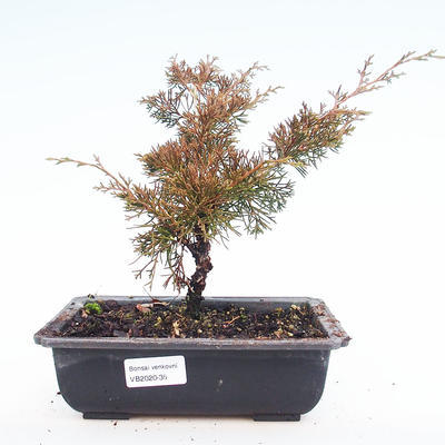 Venkovní bonsai - Juniperus chinensis Itoigawa-Jalovec čínský VB2020-35