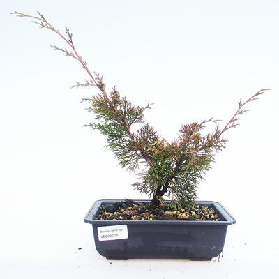 Venkovní bonsai - Juniperus chinensis Itoigawa-Jalovec čínský VB2020-36