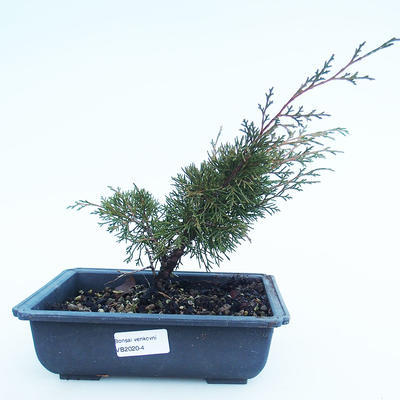 Venkovní bonsai - Juniperus chinensis Itoigawa-Jalovec čínský VB2020-4