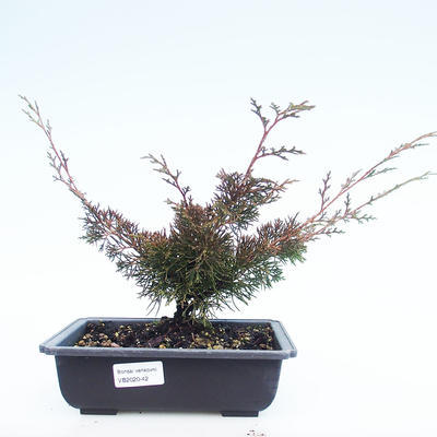 Venkovní bonsai - Juniperus chinensis Itoigawa-Jalovec čínský VB2020-42