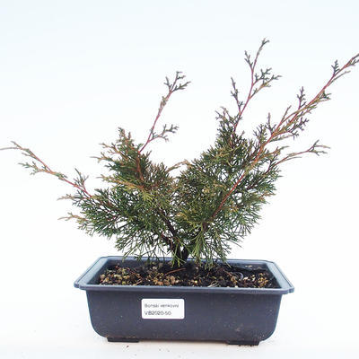Venkovní bonsai - Juniperus chinensis Itoigawa-Jalovec čínský VB2020-50