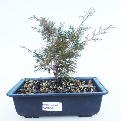 Venkovní bonsai - Juniperus chinensis Itoigawa-Jalovec čínský VB2020-6