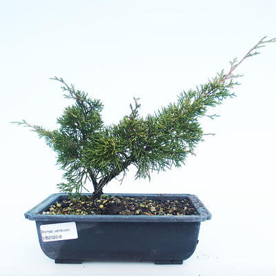 Venkovní bonsai - Juniperus chinensis Itoigawa-Jalovec čínský VB2020-8