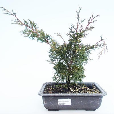 Venkovní bonsai - Juniperus chinensis Itoigawa-Jalovec čínský VB2020-9